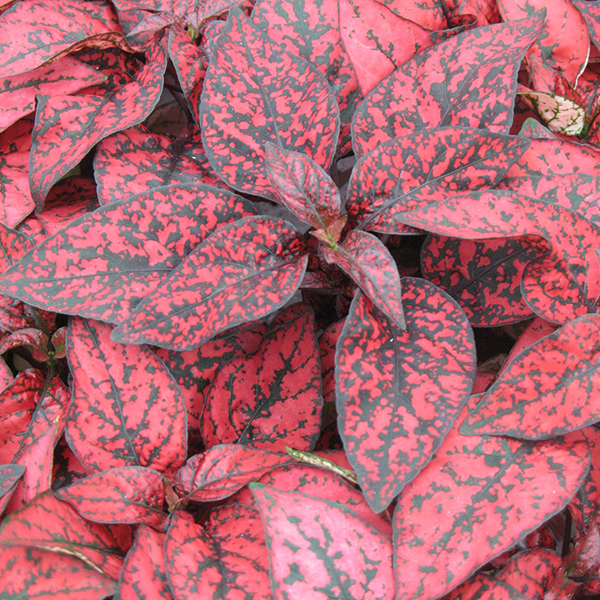 Гипоэстес Листоколосковый Ред (Hypoestes Phyllostachya Red) D8см