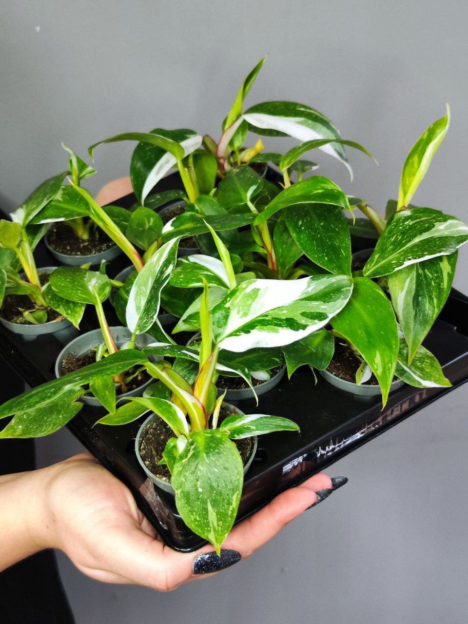 Филодендрон Вайт Принцесс (Philodendron White Princess) D6см