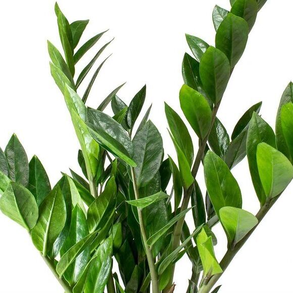 Замиокулькас Замиофолия (Zamioculcas Zamiifolia) D14см