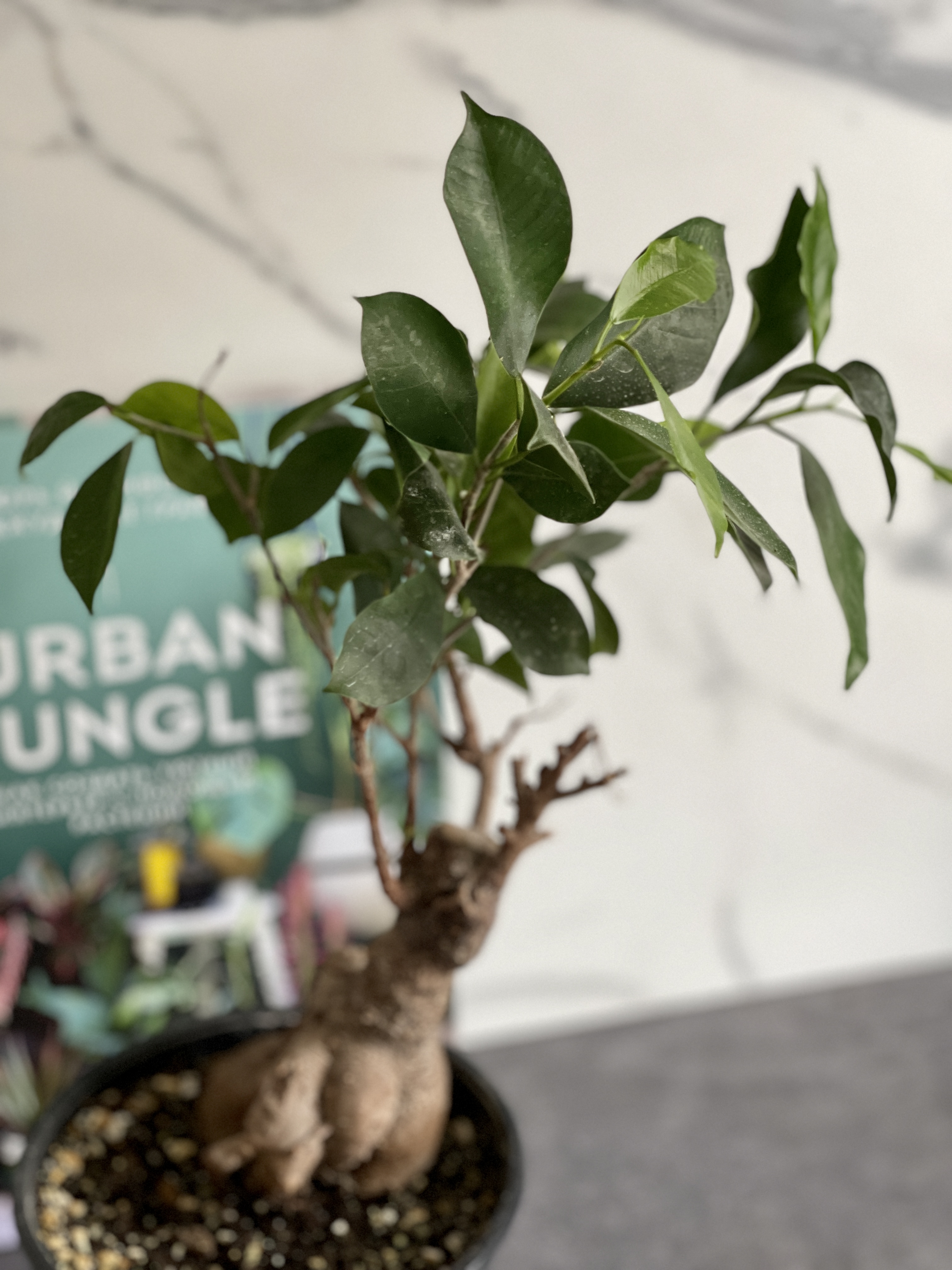 Бонсай Фикус микрокарпа (Ficus microcarpa) D15см (уцененный)
