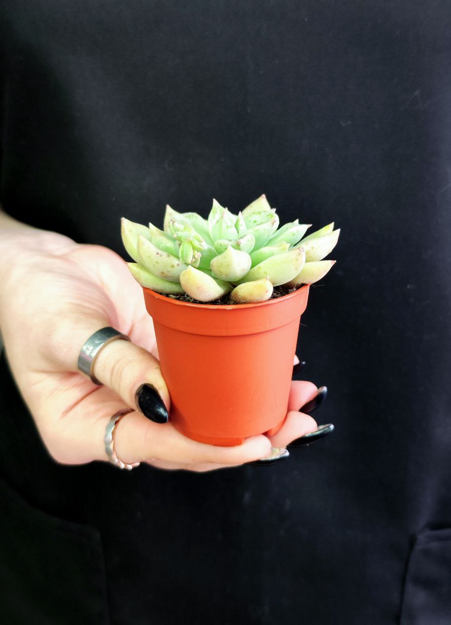 Эхеверия Бейкери (Echeveria Backery) D5см