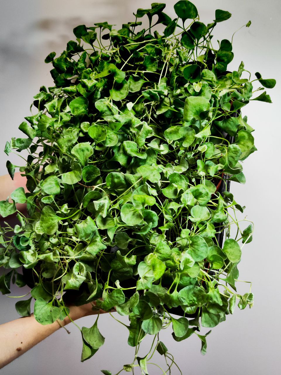 Дихондра Cеребристая (Dichondra Argentea) D12см