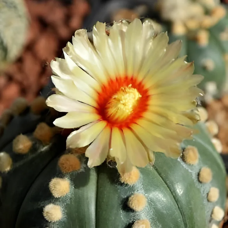 Астрофитум Астериас Гибридный (Astrophytum Asterias cv. Ruri Kabuto) D5см