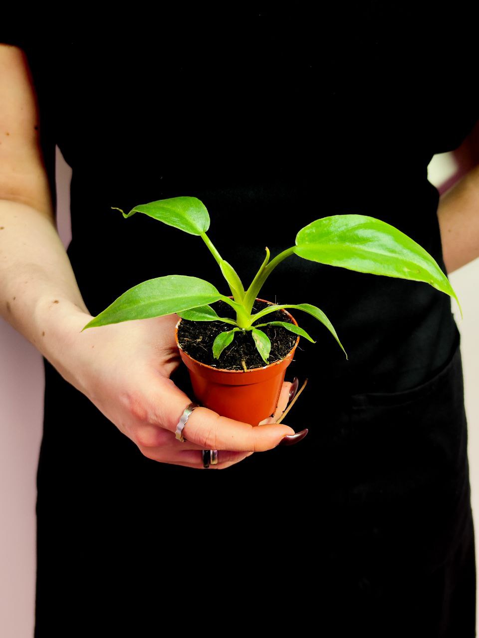Филодендрон Радиатум (Philodendron Radiatum) D6см