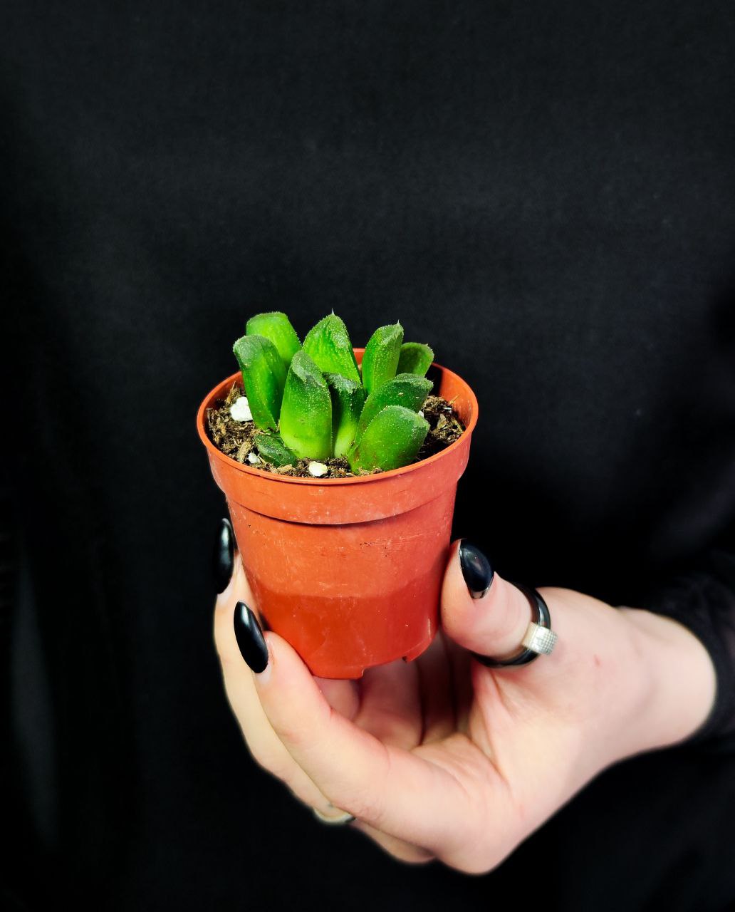 Хавортия Маугани Гибрдный (Haworthia Maughanii X Truncata) D5см