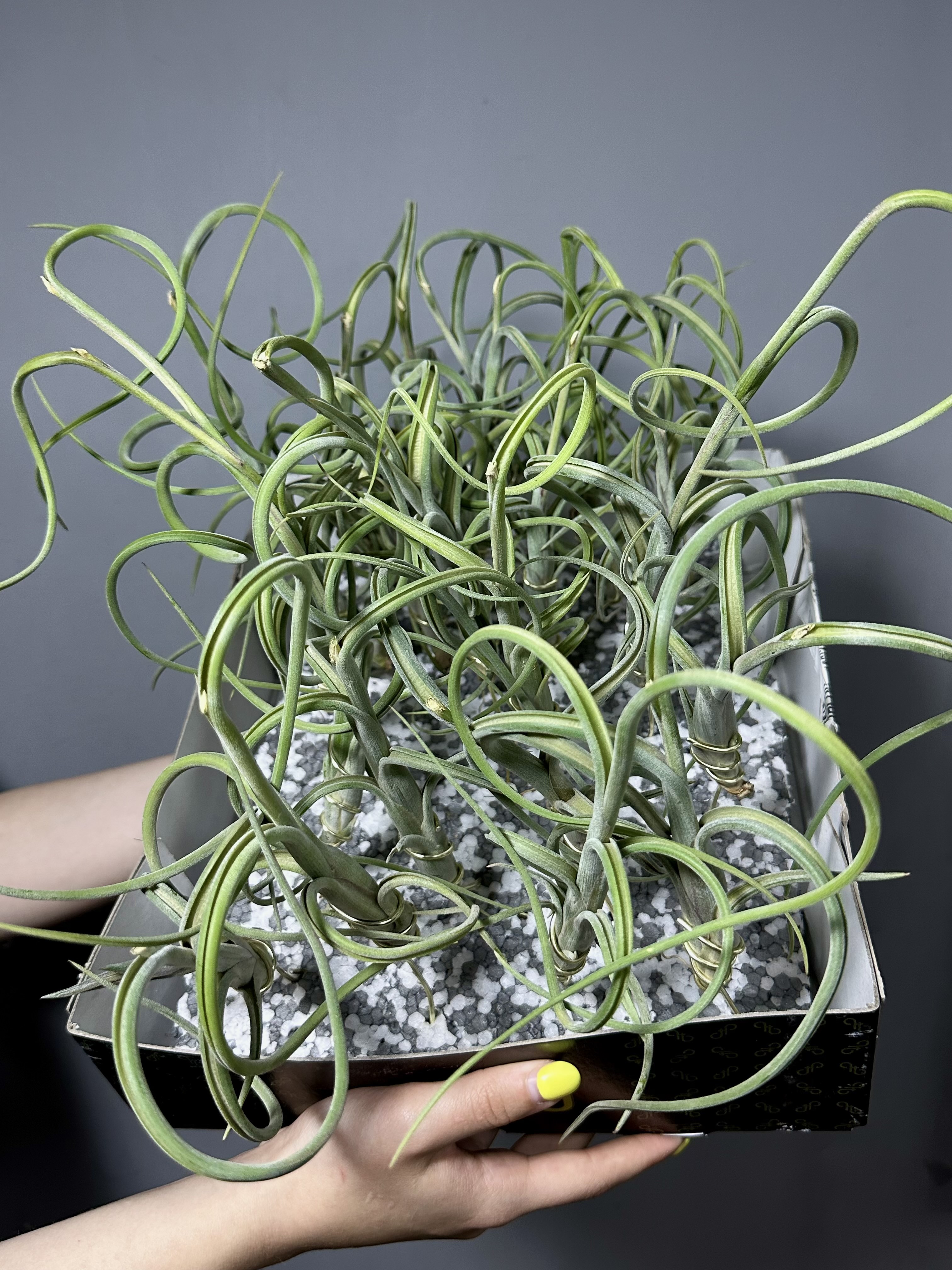 Тилландсия Интермедиа (Tillandsia Intermedia)