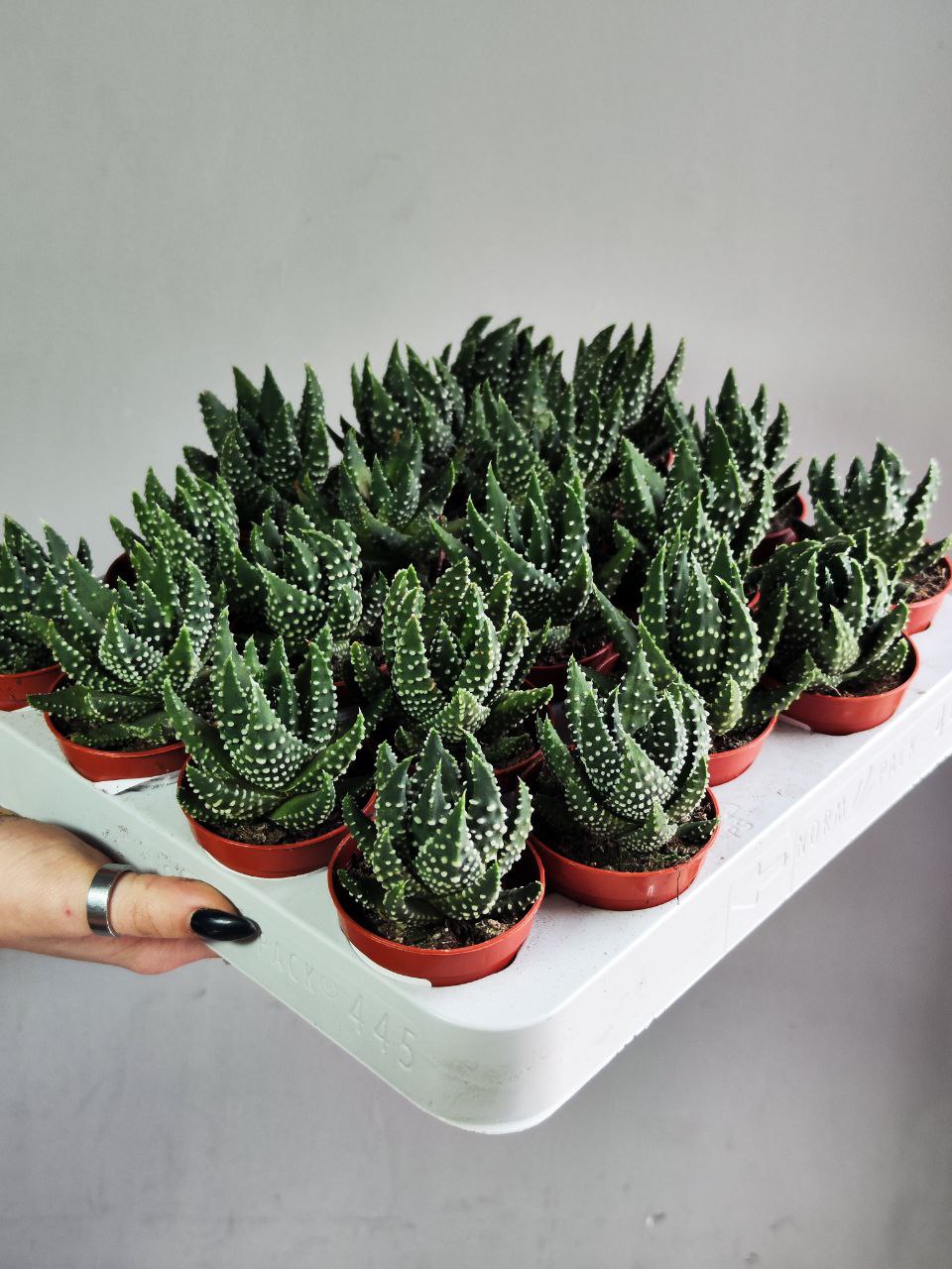 Хавортия Жемчужная (Haworthia Margaritifera) D5см
