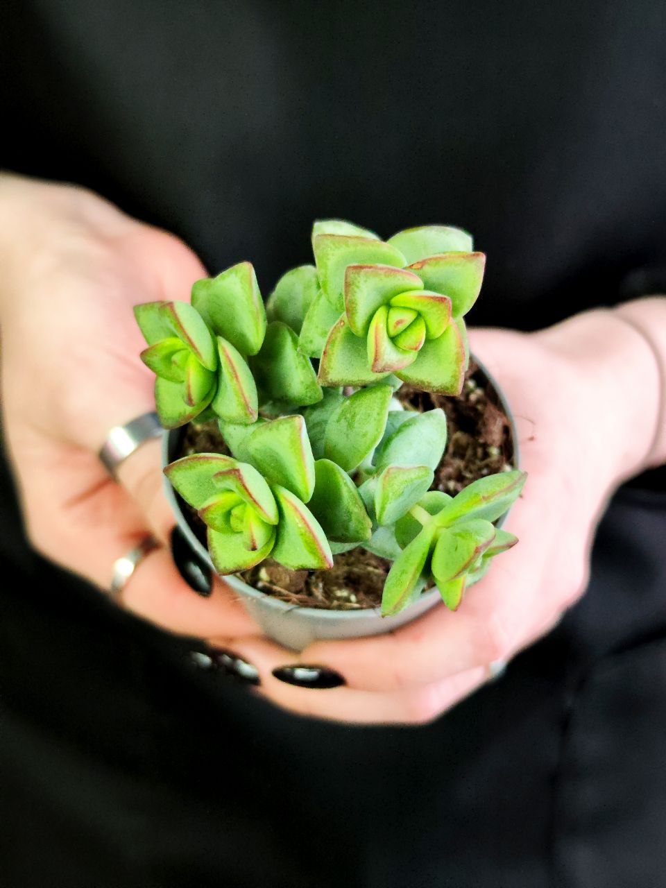 Крассула Рупестрис (Crassula Rupestris) D5см