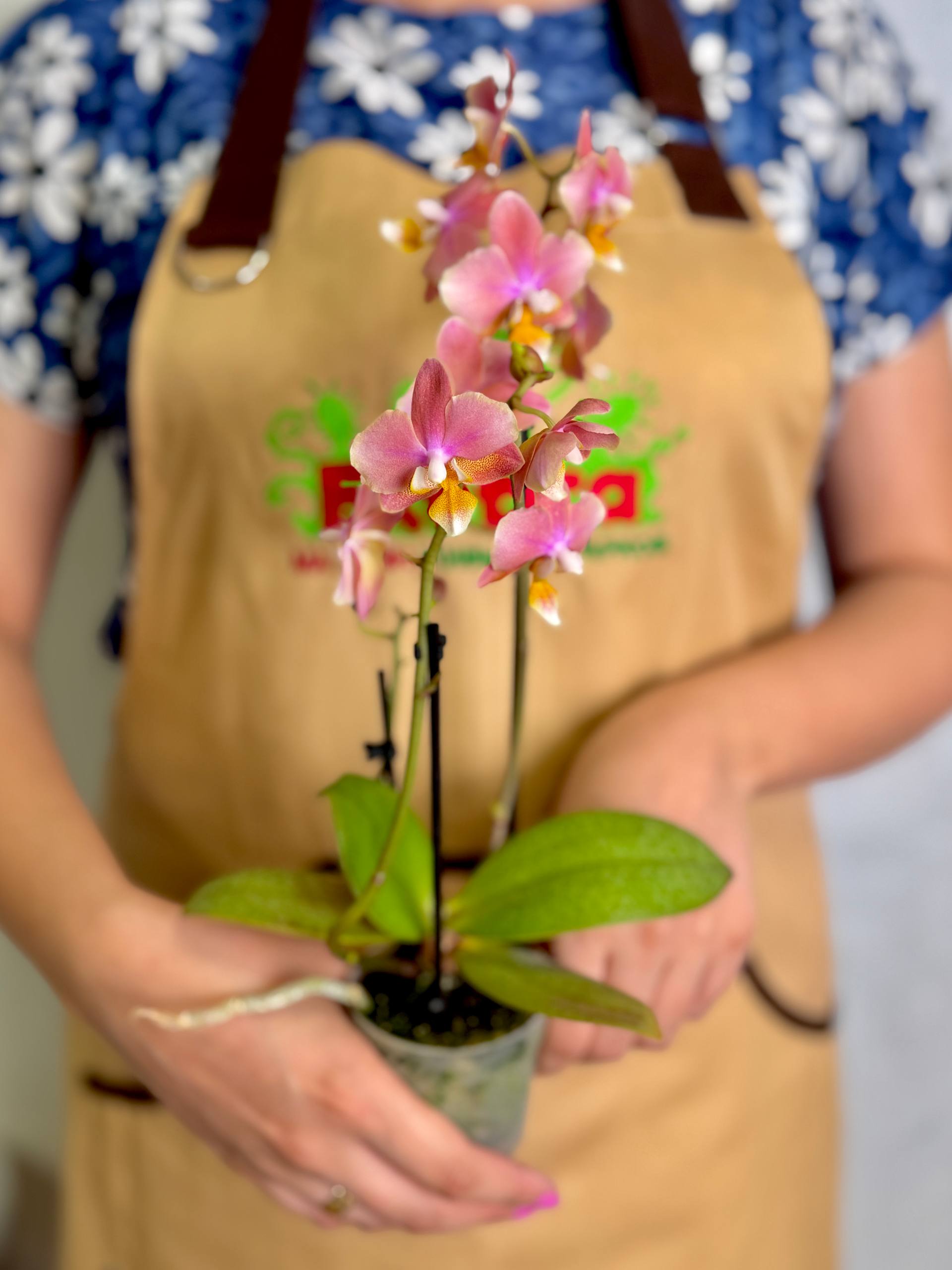 Фаленопсис Мультифлора Парфюмерная Фабрика (Phalaenopsis Multiflora Perfume Scention) D7см
