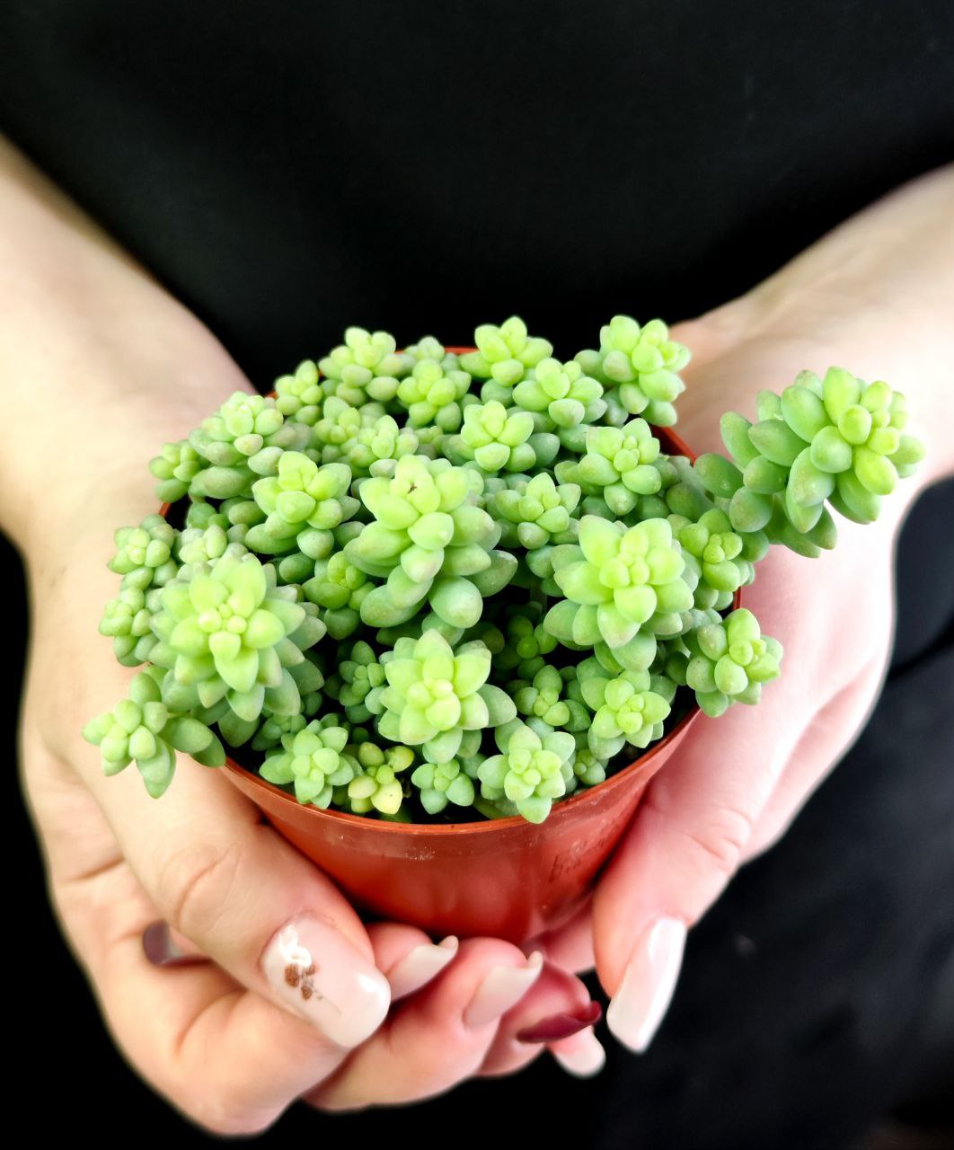 Седум Буррито (Sedum Burrito) D8см