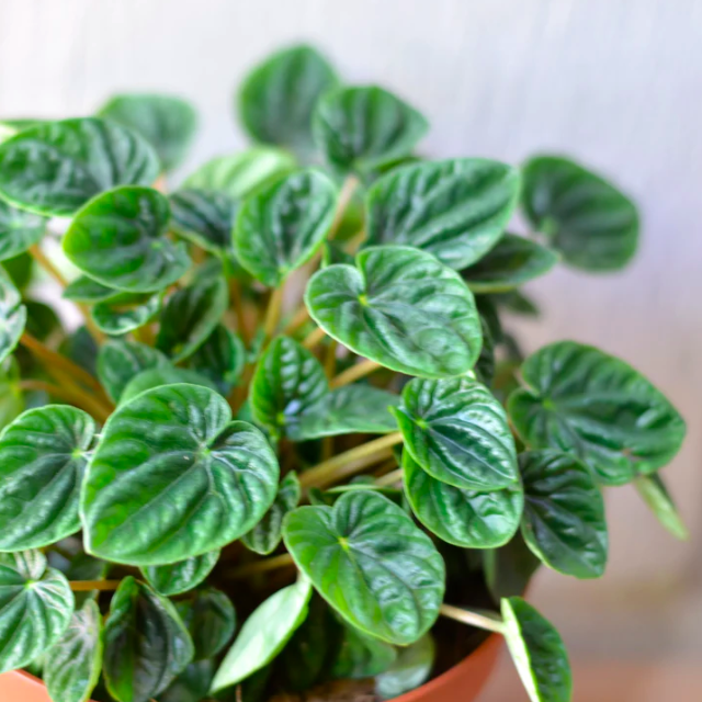 Пеперомия Лилиан (Peperomia Lilian) D12см