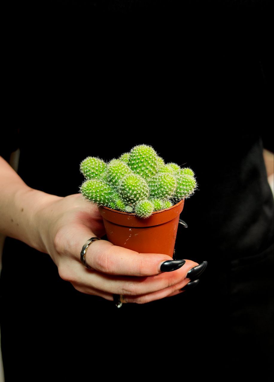 Кактус Ребуция Перплекса (Rebutia Perplexa) D5см