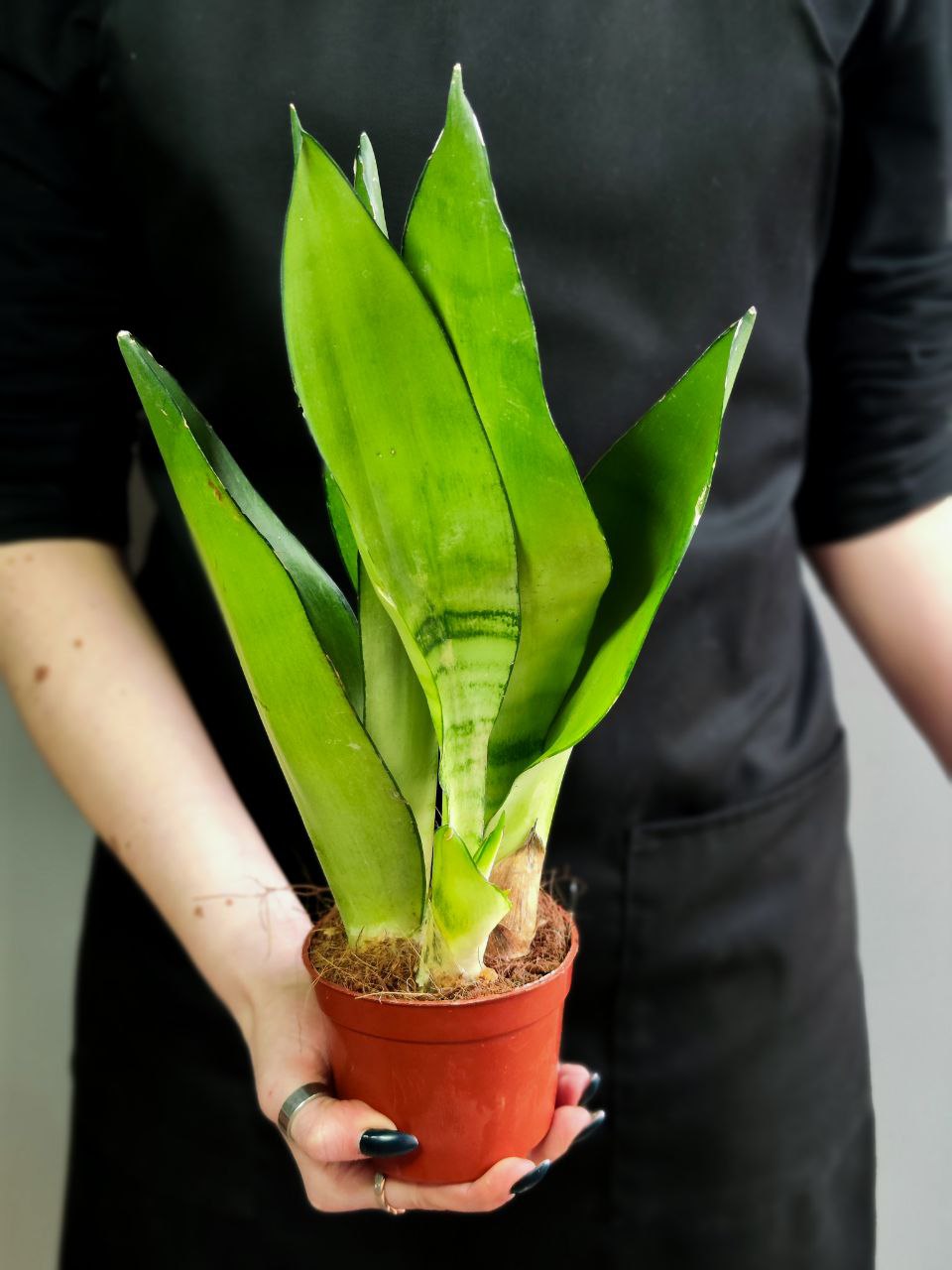 Сансевиерия Муншайн (Sansevieria Moonshine) D9см