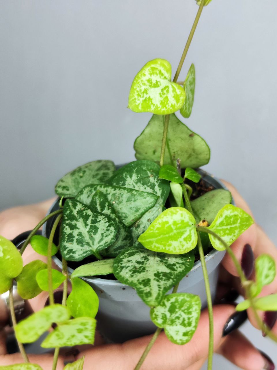 Церопегия Вуда "Цепочка Стрел" (Ceropegia Woodii "String of Arrows") D6см
