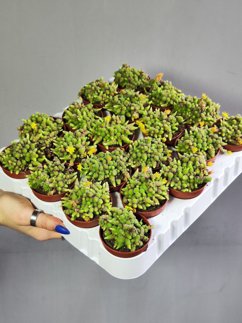 Монантес Полифилла (Monanthes Pollyphylla) D5см