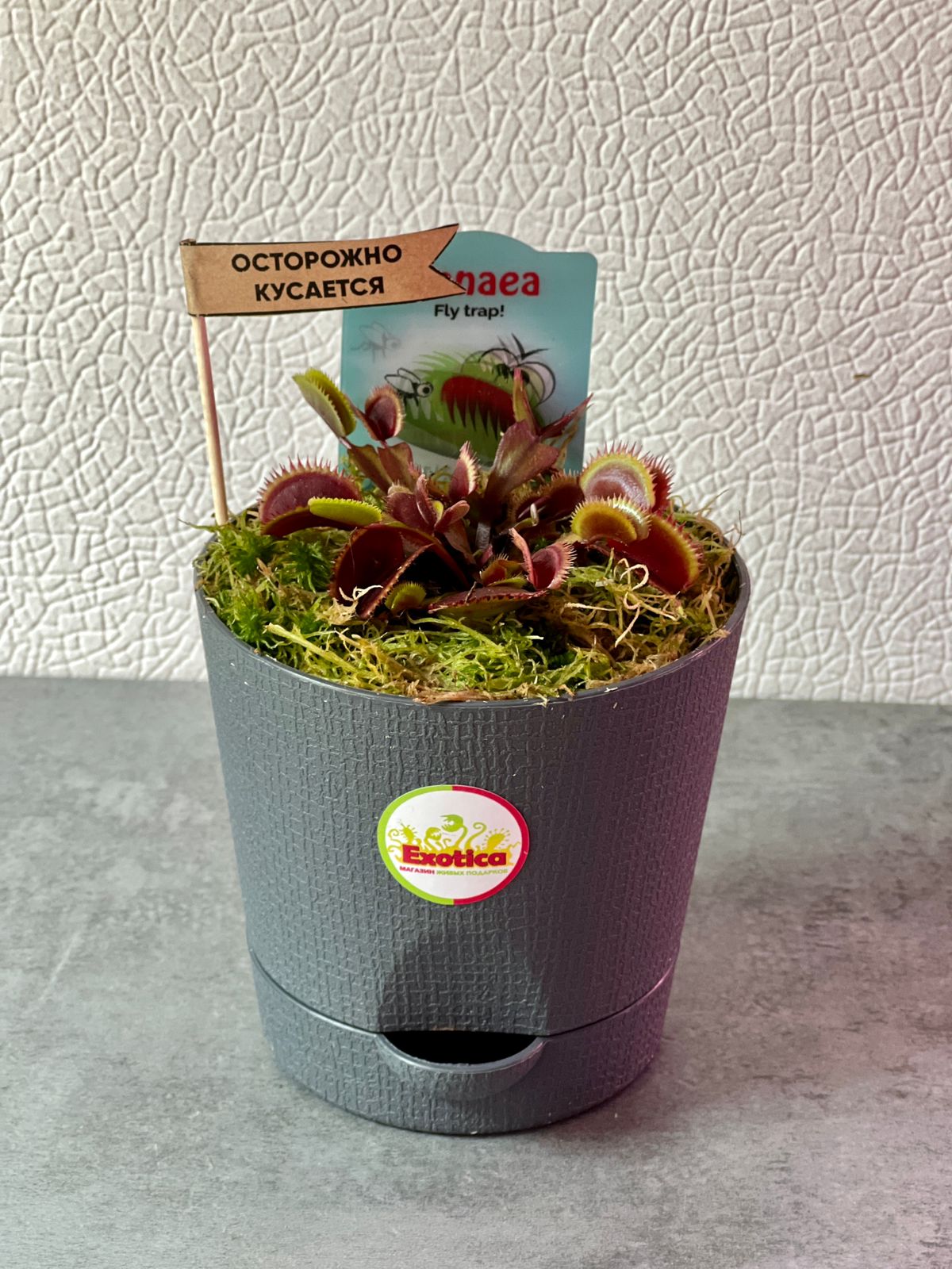 Венерина Мухоловка Красный Дракон (Dionaea Muscipula Red Dragon) D12см