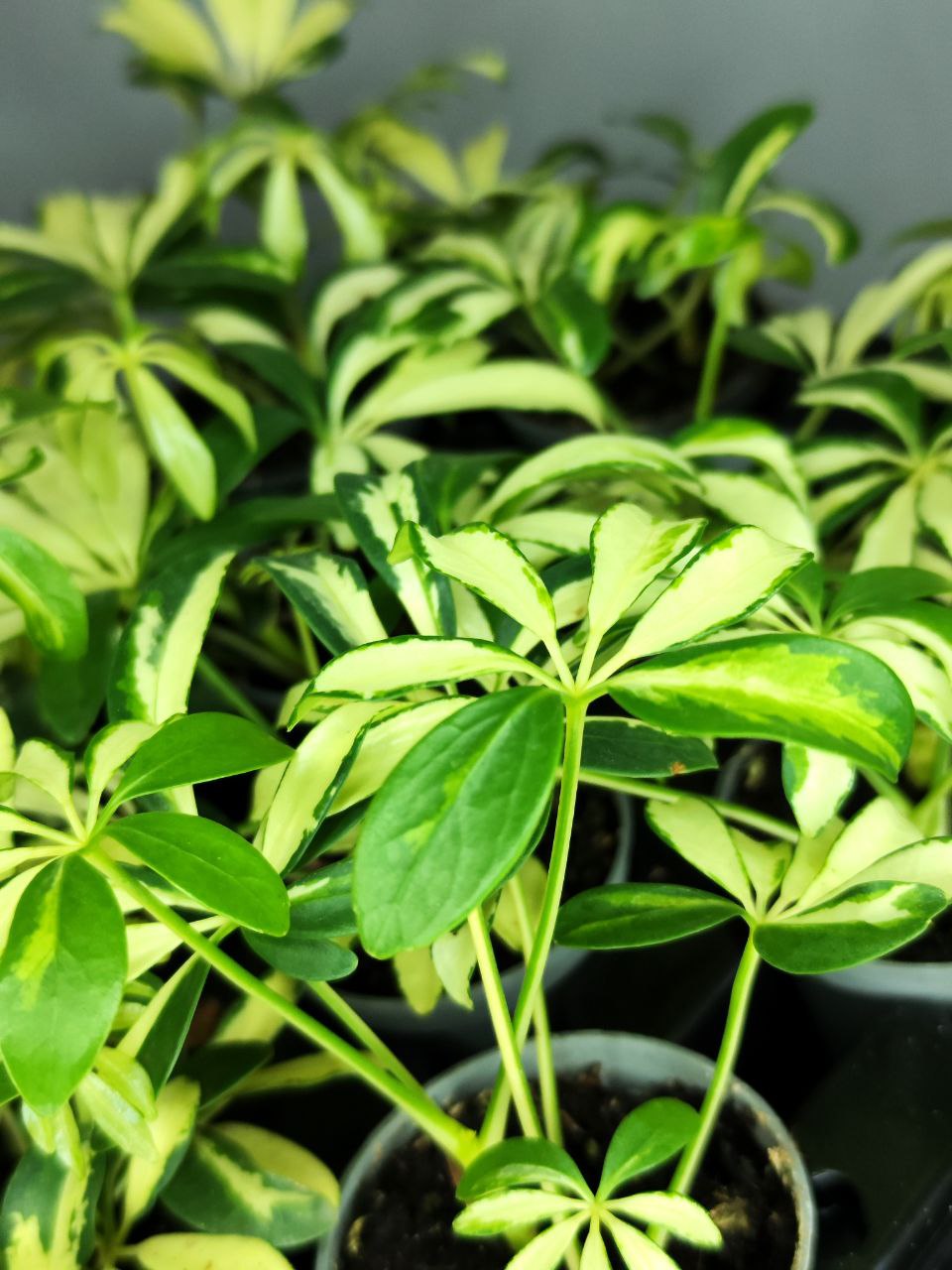 Шеффлера Мадам де Смет (Schefflera Madame De Smet) D6см