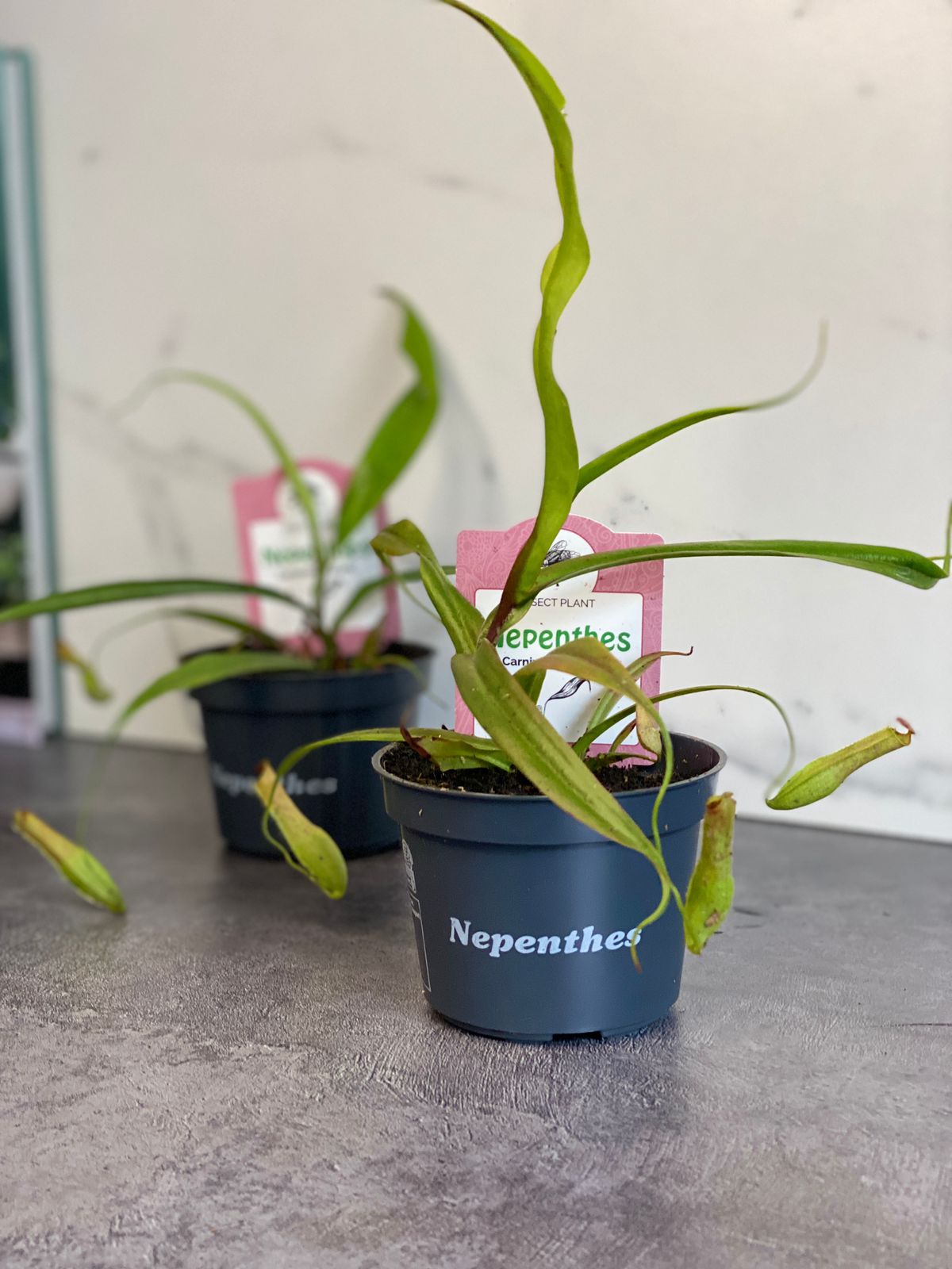 Непентес Грацилис (Nepenthes Gracilis) D9см