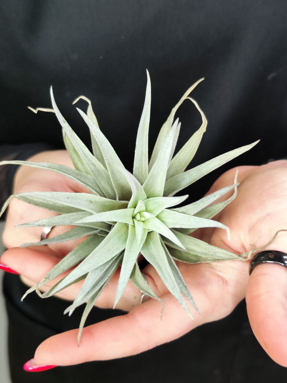 Тилландсия Капитата Пинч (Tillandsia Capitata Peach)