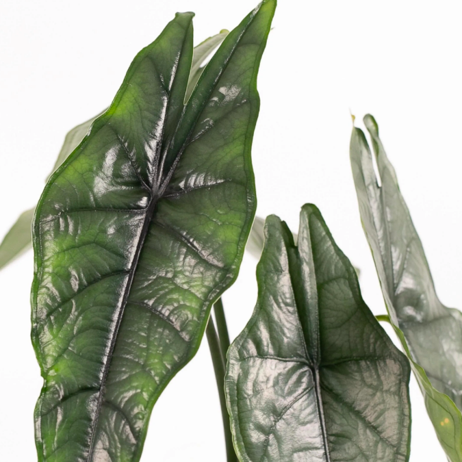 Алоказия Хетерофилла Дыхание Дракона (Alocasia Heterophylla Dragon’s Breath) D6см