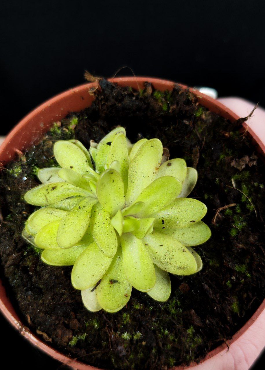 Жирянка Анна (Pinguicula Anna) D9см