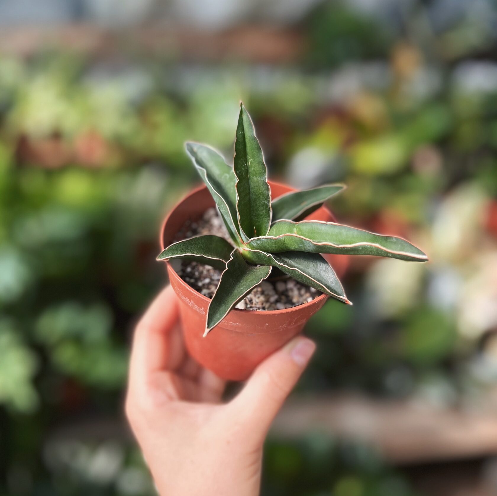 Сансевиерия Робуста (Sansevieria Robusta) D6см