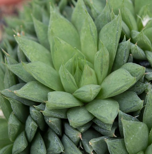 Хавортия Ладьевидная (Haworthia Сymbiformis) D5см