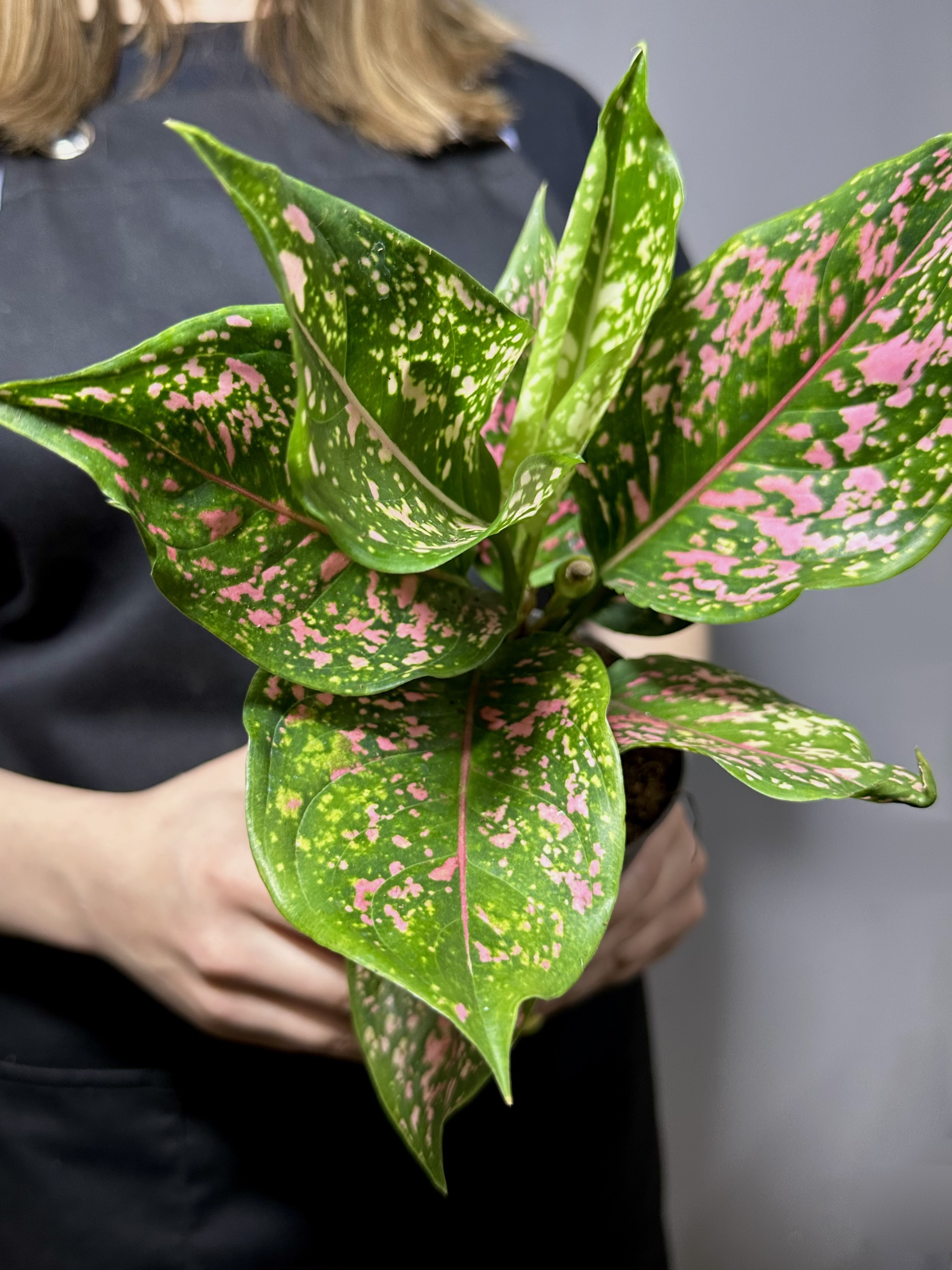 Аглаонема Пинк Леопард (Aglaonema Pink Leopard) D12см