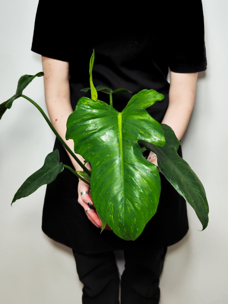 Филодендрон Золотой Дракон (Philodendron Golden Dragon) D12см