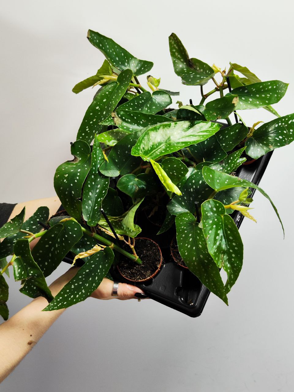 Бегония Альба Пикта, или Альбопикта (Begonia Albopicta) D6см