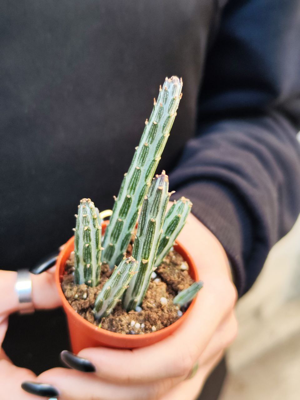 Крестовник Стапелиевидный (Senecio Stapeliiformis) D5см