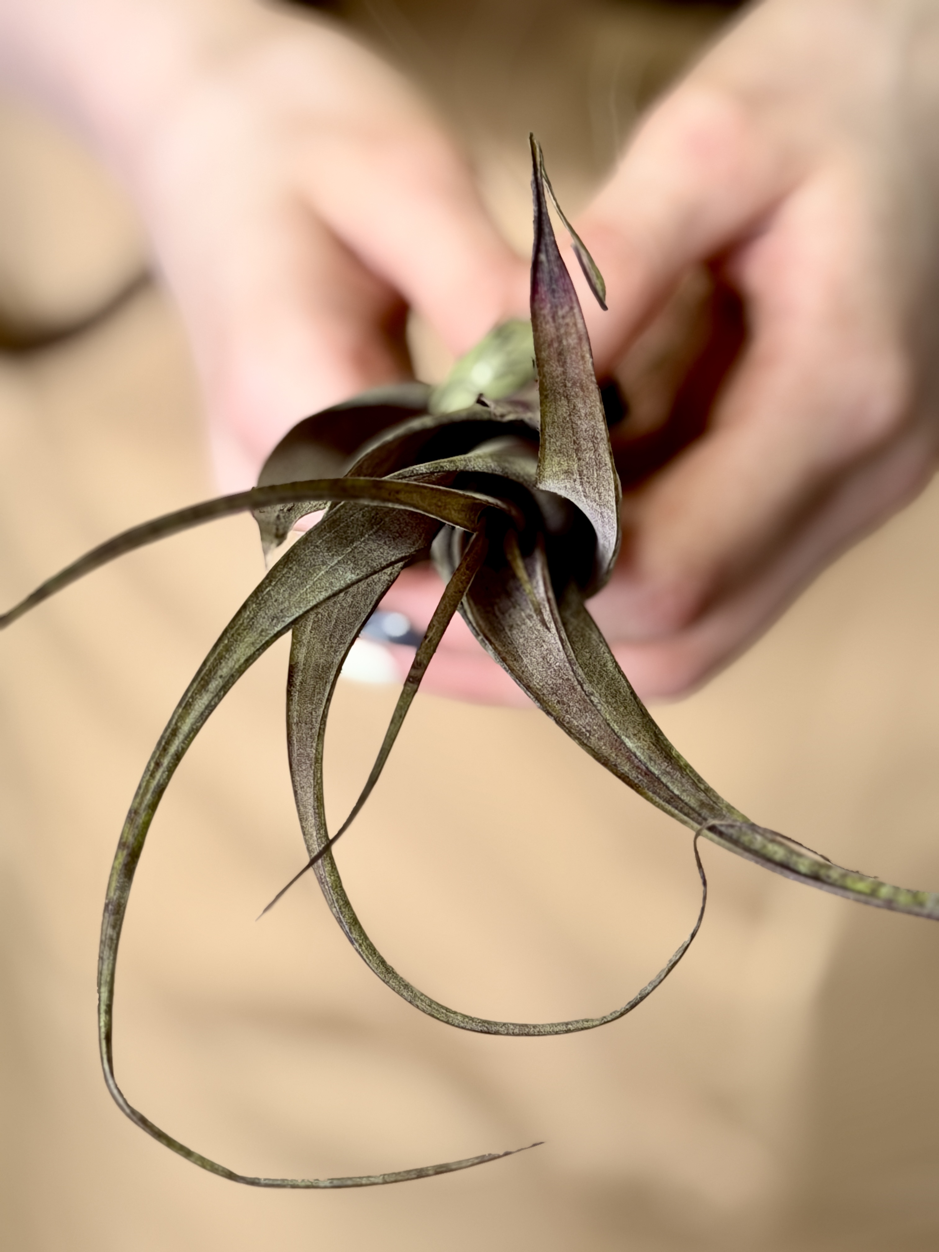 Тилландсия Флексуоза Багамы (Tillandsia Flexuosa Bahamas)