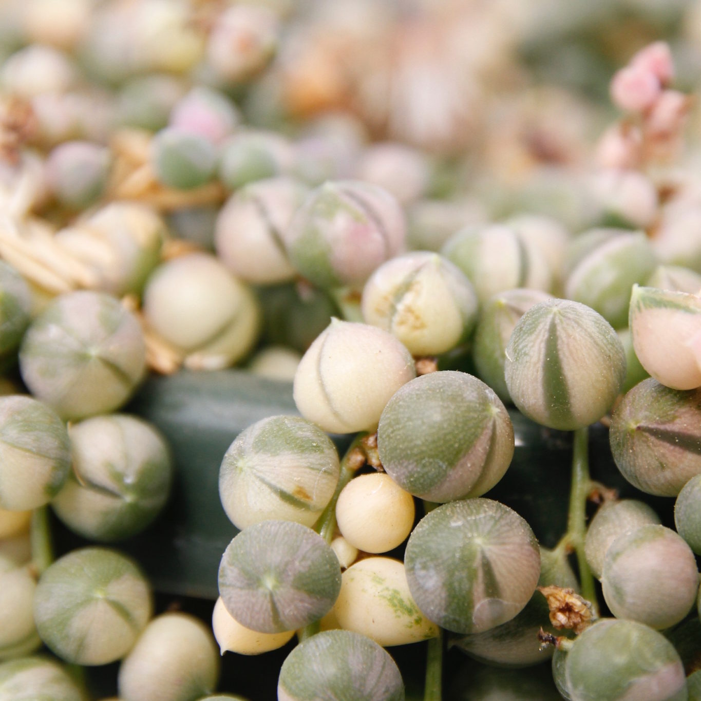 Крестовник Роули Вариегатный (Senecio Rowleyanus Variegata) D6см