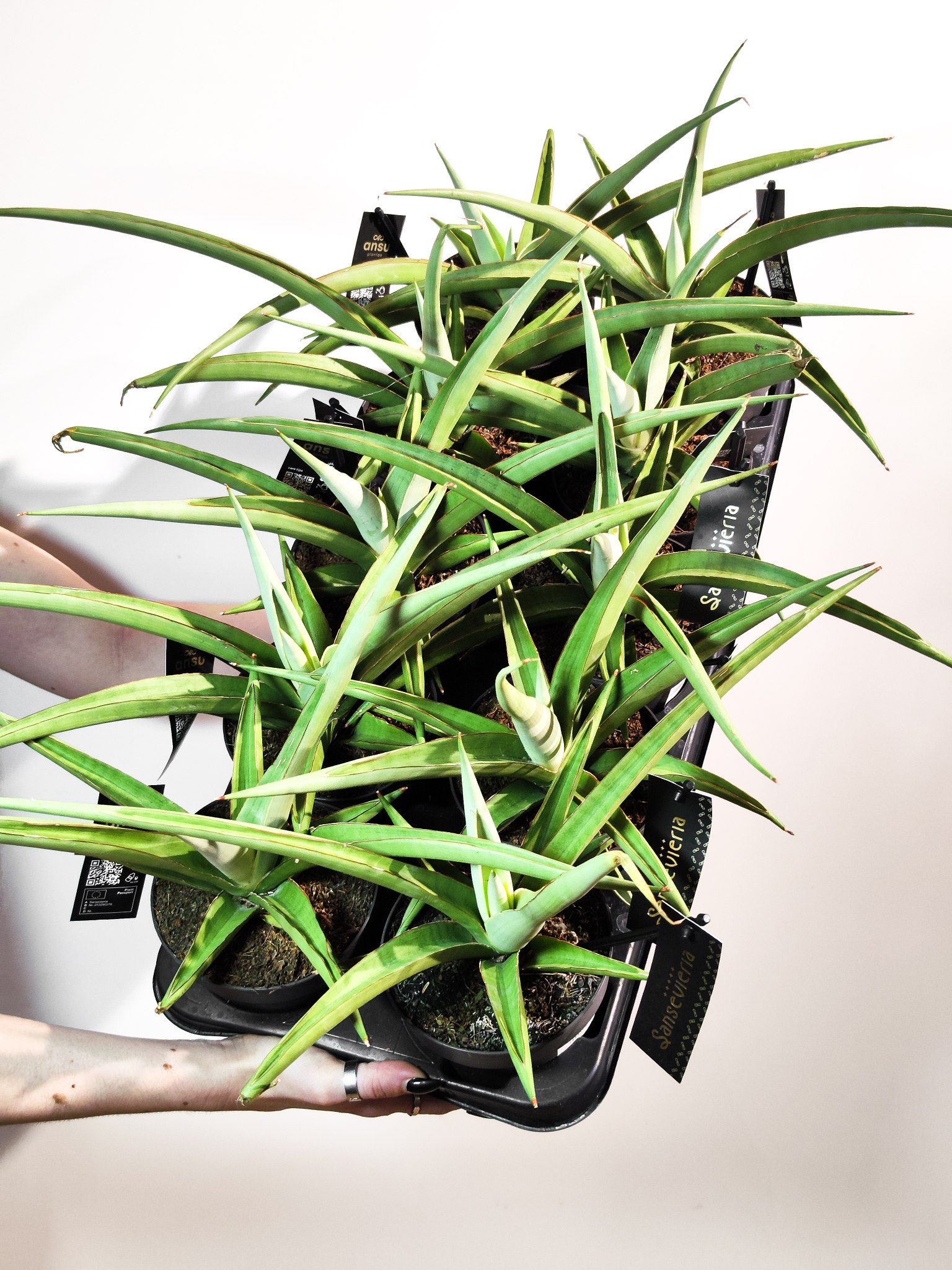 Сансевиерия Комета Пастель Грей (Sansevieria Comet Pastel Grey) D12см