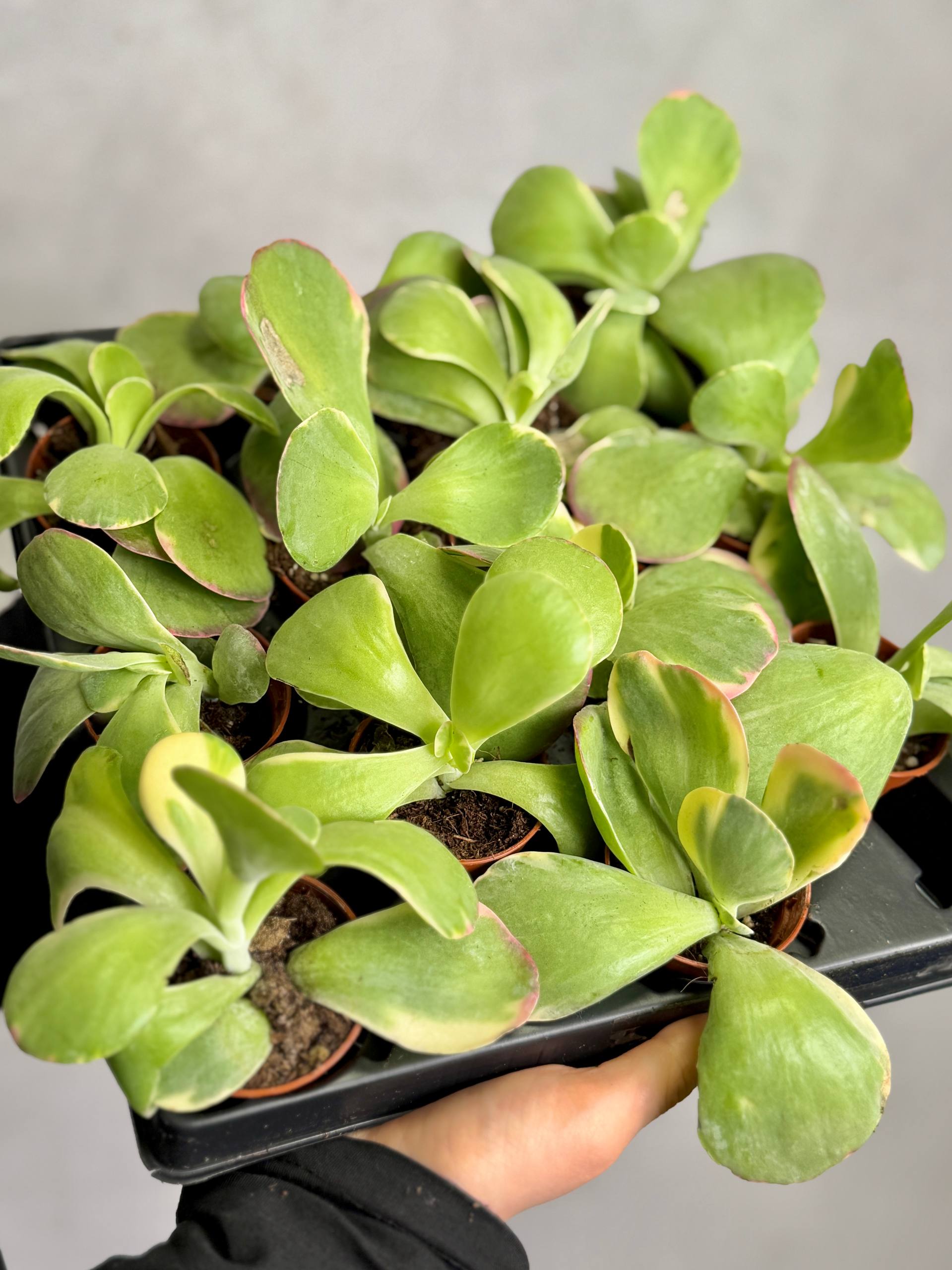 Каланхоэ Тирсифлора Вариегата (Kalanchoe Thyrsiflora Variegata) D5см
