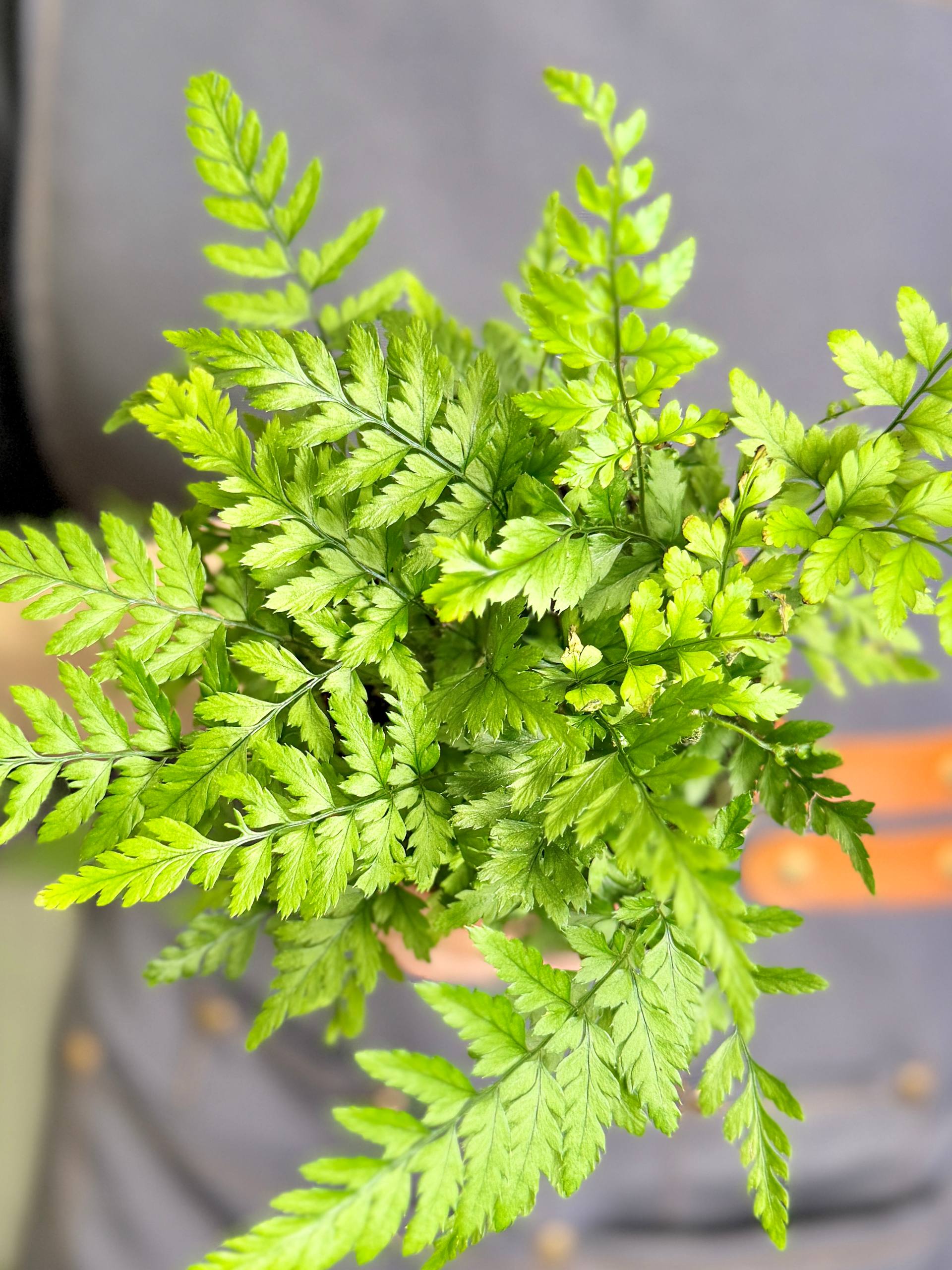 Папоротник Атириум Спикатум (Athyrium Spicatum) D8,5см