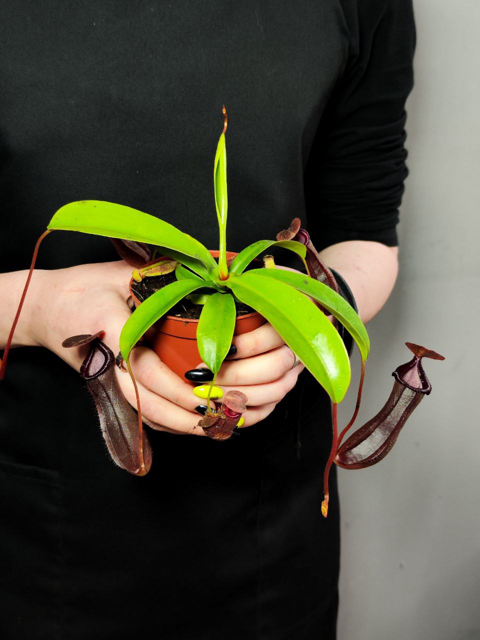 Непентес Гибрид Лоуи X Вентрикоза (Nepenthes lowii х Ventricosa) D9см