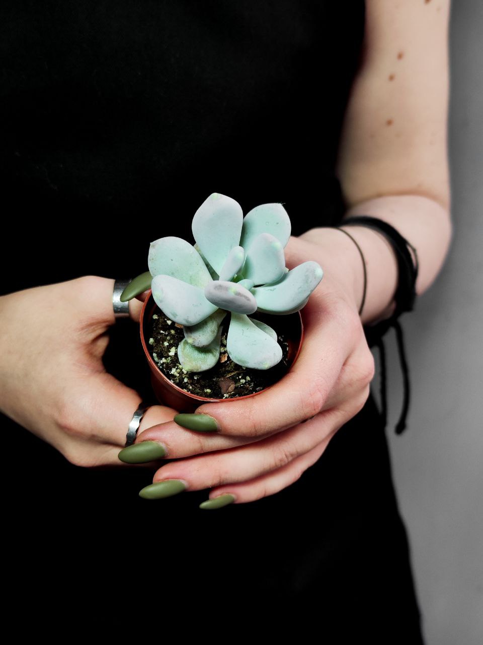 Пахифитум Глютиникауле (Pachyphytum Glutinicaule) D5см