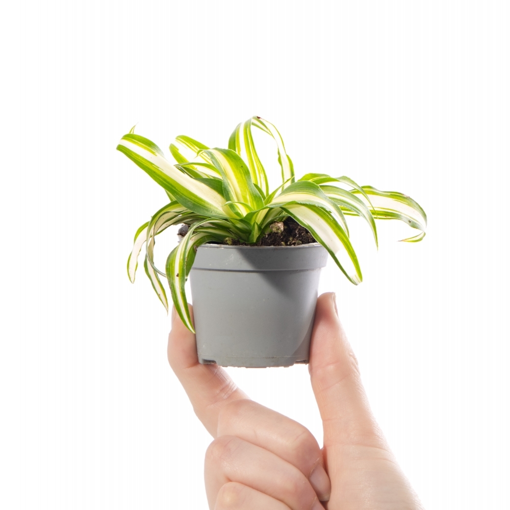 Хлорофитум Вариегата (Chlorophytum Variegatum) D6см