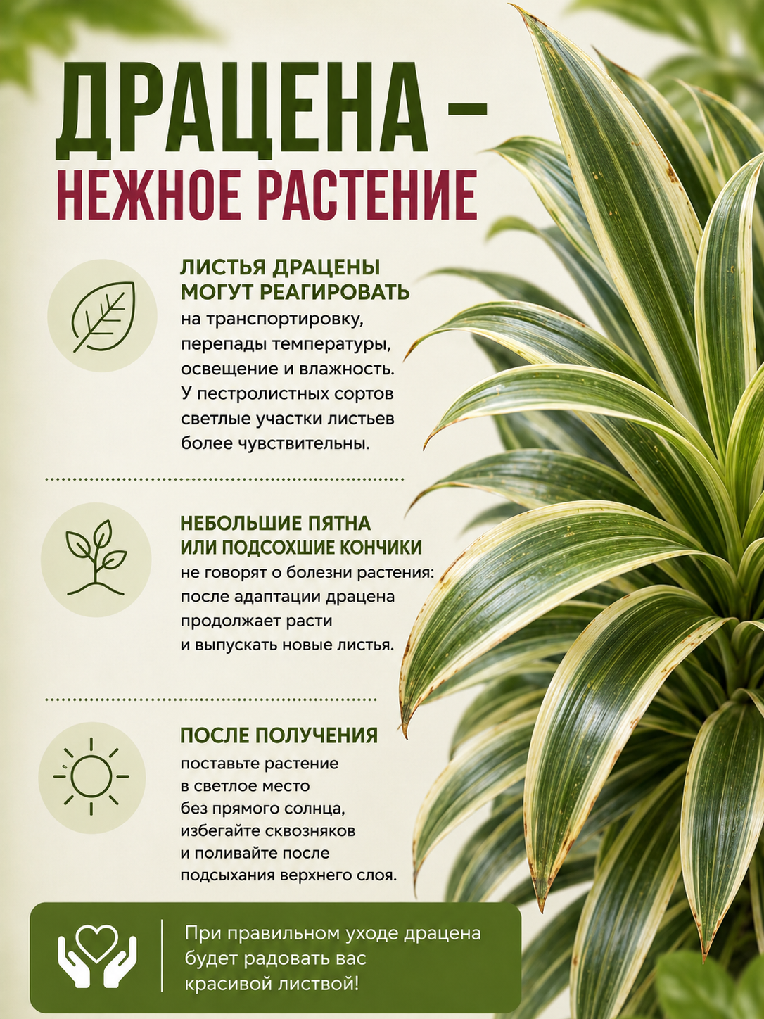 Драцена Лемон Лайм (Dracaena Fragrans Lemon Lime) D12см