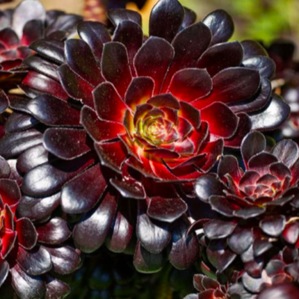 Эониум Шварцкопфа Груп (Aeonium Schwarzkopf Group) D5см