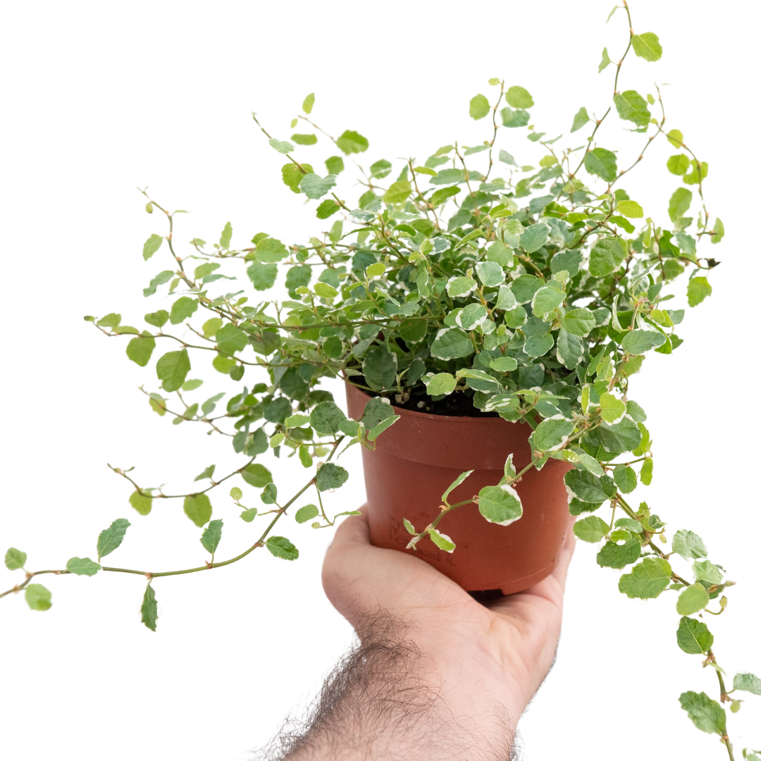 Фикус Пумила Уайт Санни (Ficus Pumila White Sunny) D9см