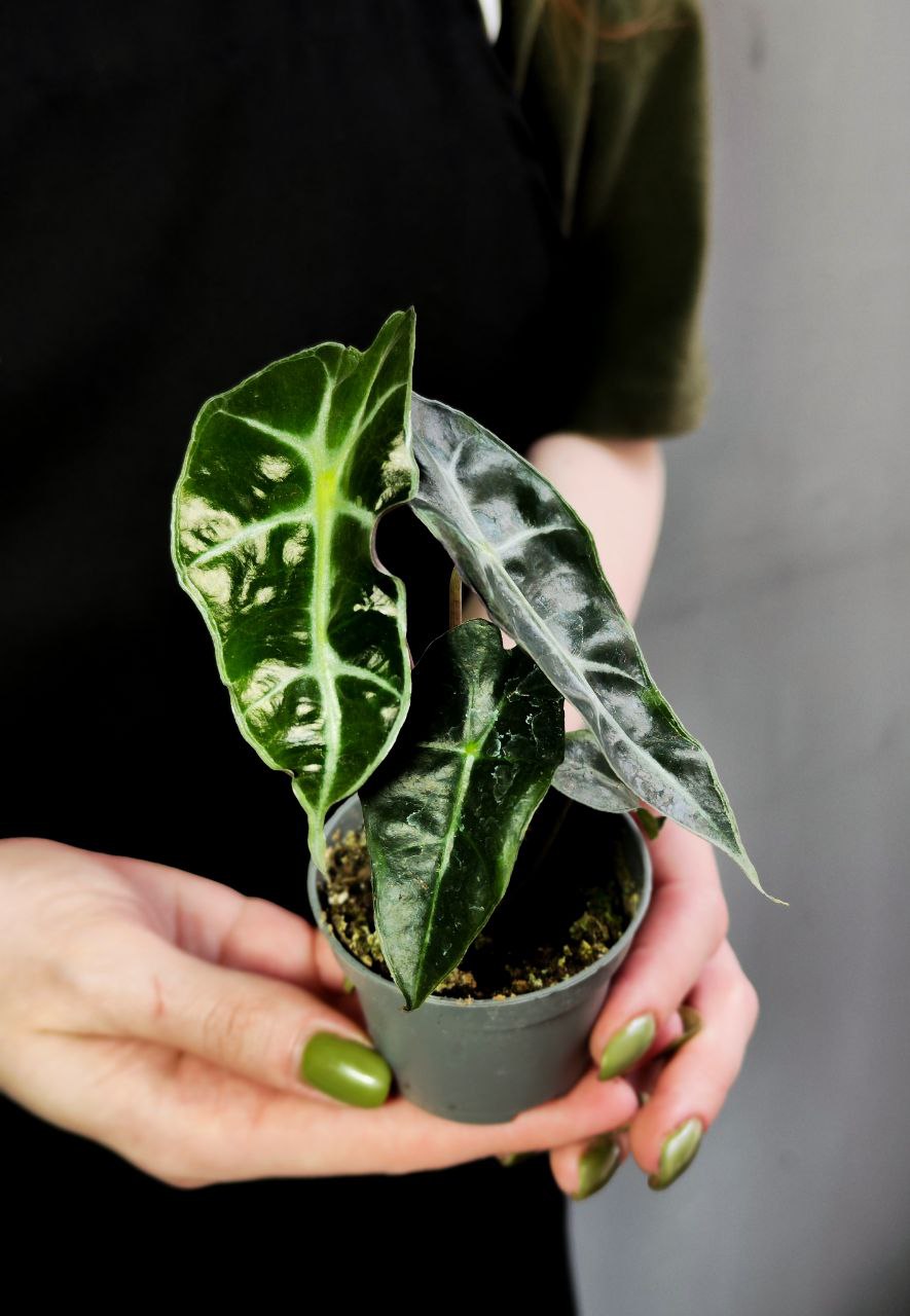 Алоказия Амазоника Дворф (Alocasia Amazonica Dwarf) D6см