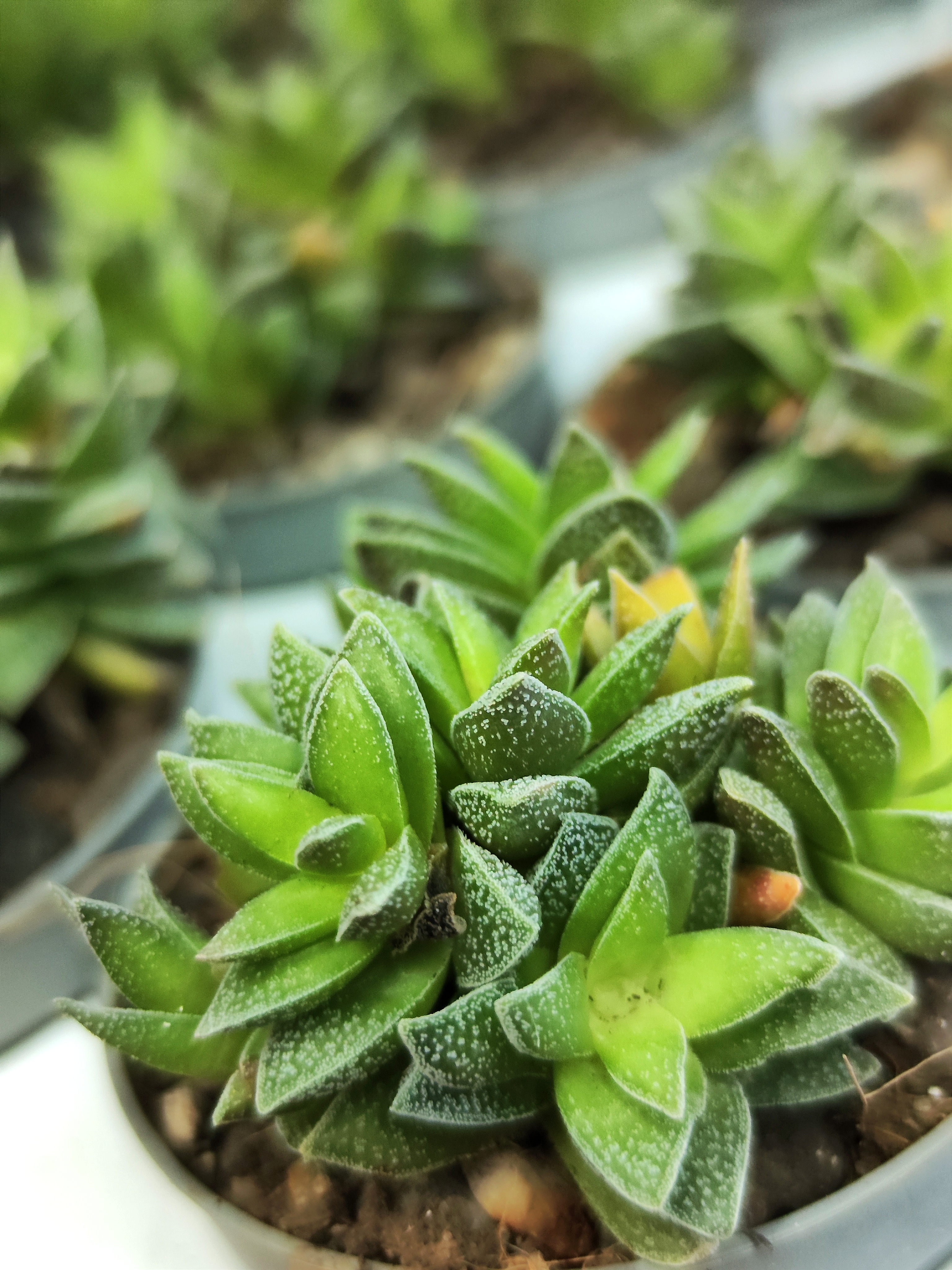 Крассула Фрости (Crassula Frosty) D6см
