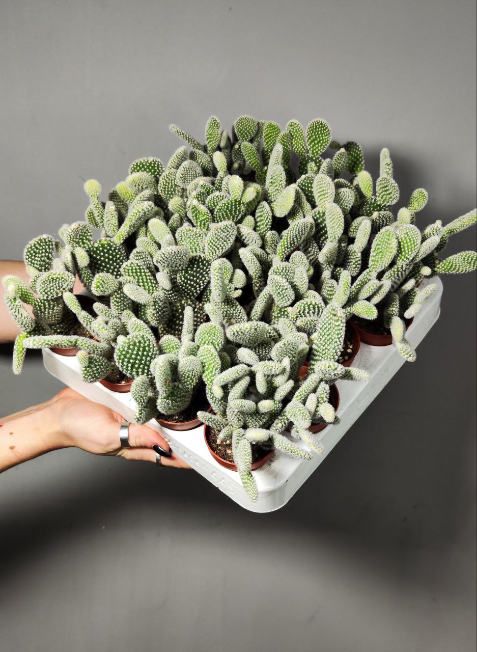 Опунция Микродазис Альба Дабл (Opuntia Microdasys Alba Double) D5см
