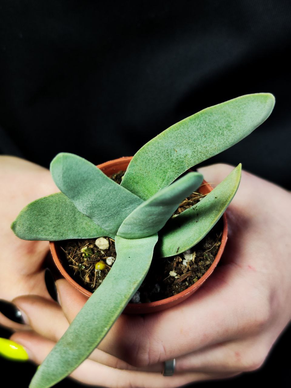 Крассула Cерповидная (Crassula Falcata) D5см