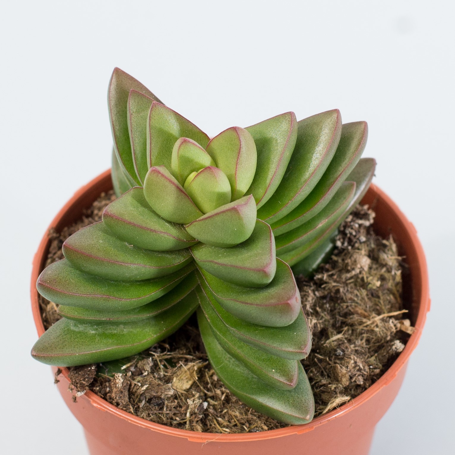 Крассула Бен (Crassula Ben) D5см