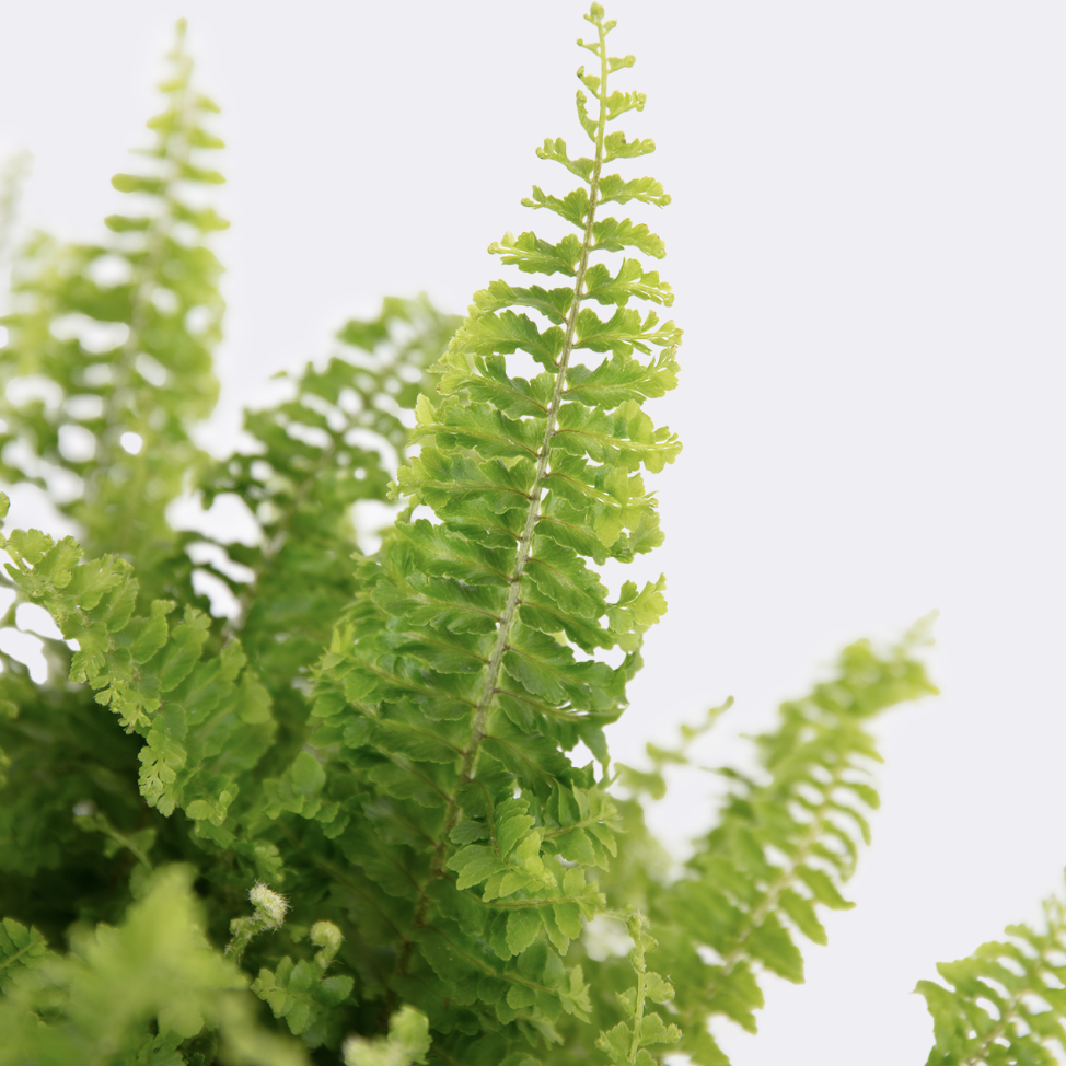 Нефролепис Витале (Nephrolepis Vitale) D12см