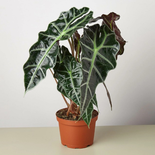 Алоказия Амазоника Полли (Alocasia Amazonica Polly) D12см
