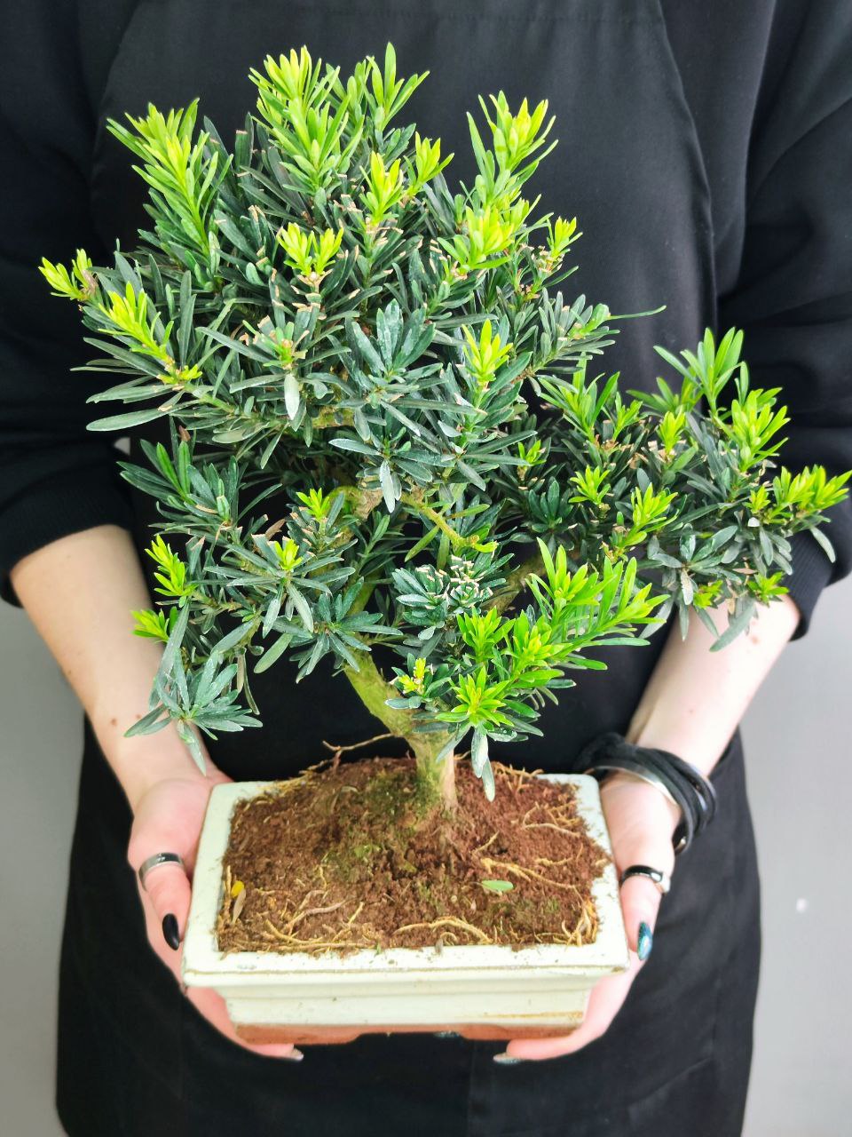 Бонсай Подокарпус (Bonsai Podocarpus)
